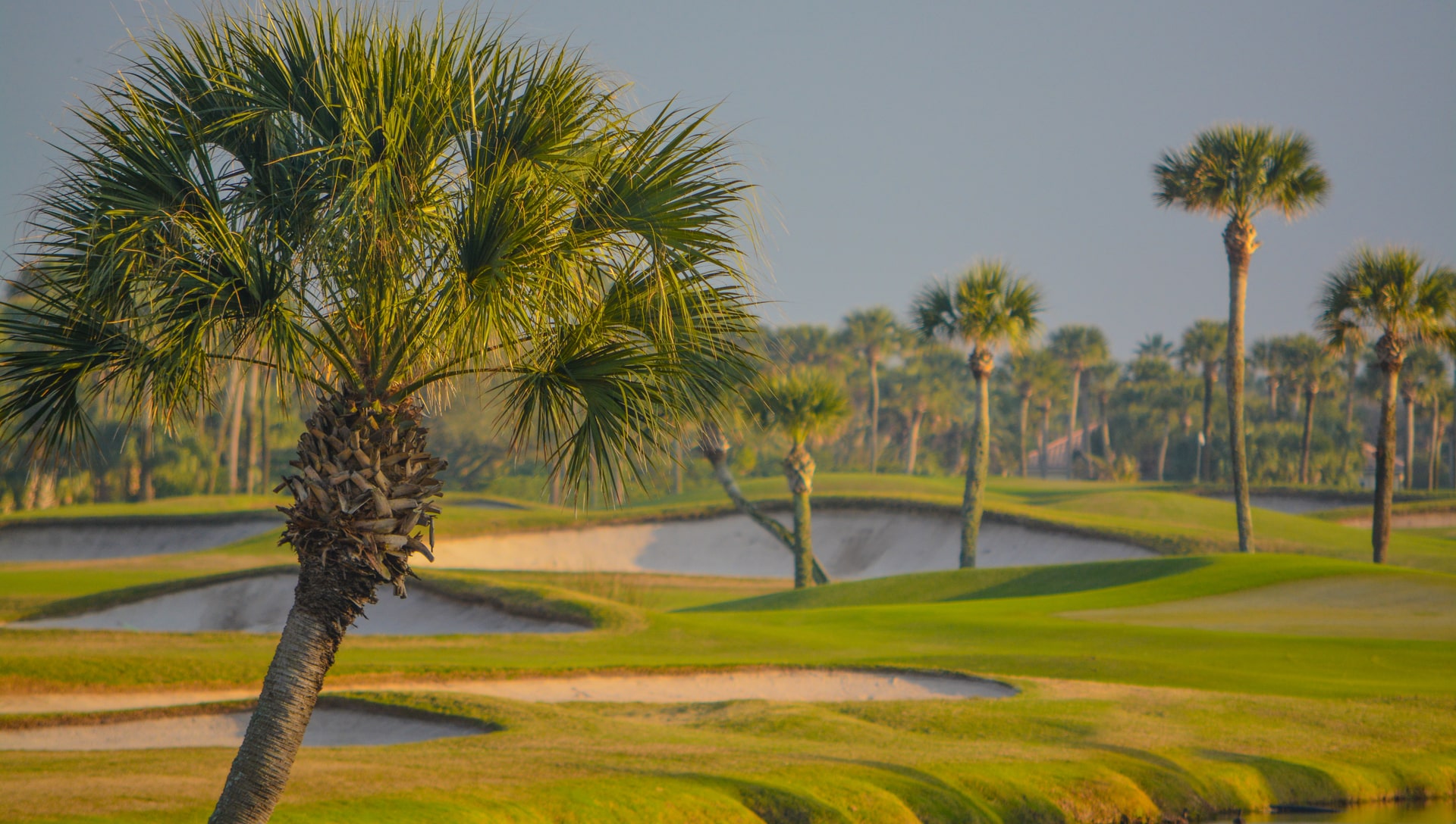 Palm trees at Lake Ponte Vedra